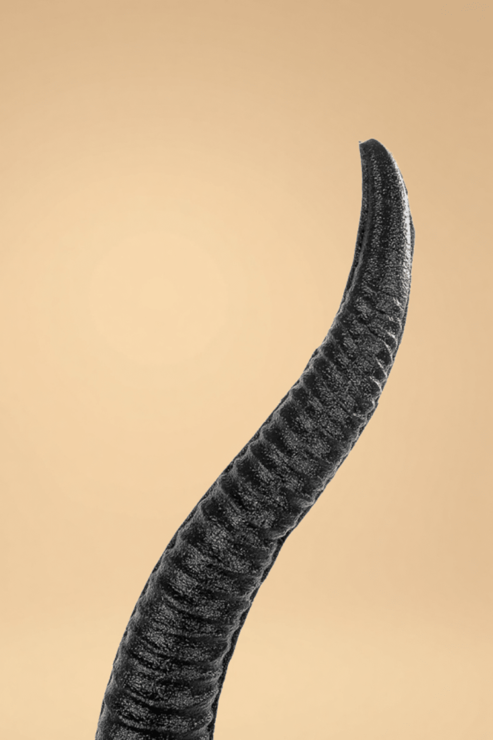 Extra-Long Ram Horn Headpiece Costumes SZ _of_bliiss.love_sexy_lingerie_sexy_costume_trendy_and_latest_designs_seductive_lingerie_November_2024